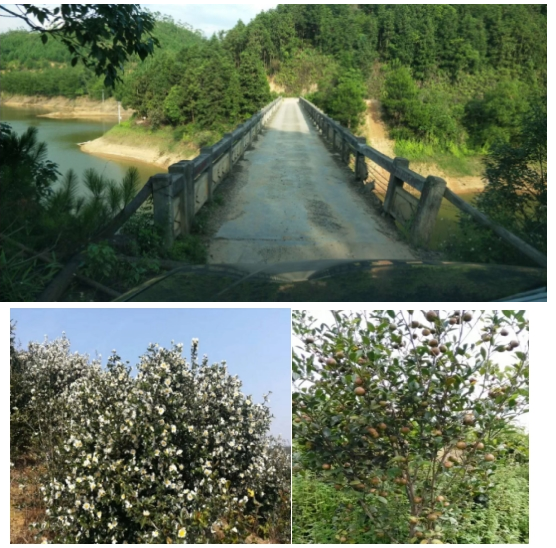 互聯(lián)網＋認養(yǎng)農業(yè)，顛覆產業(yè)綻放輝煌